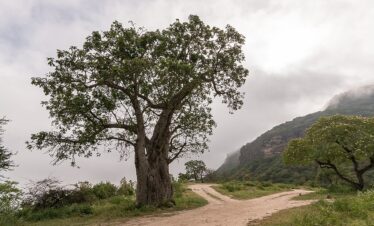 Ancient Baobab Tree in Dhofar on East Salalah Safari