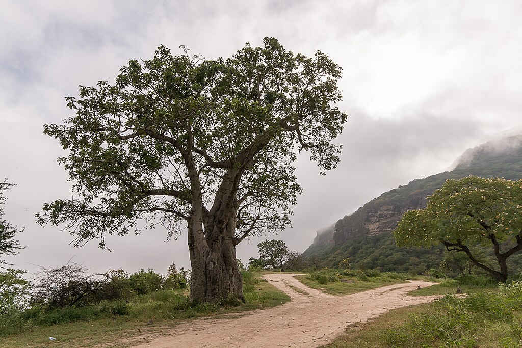 Ancient Baobab Tree in Dhofar on East Salalah Safari