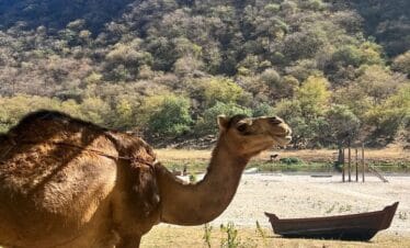 Grazing camels at Wadi Darbat Salalah mountain safari