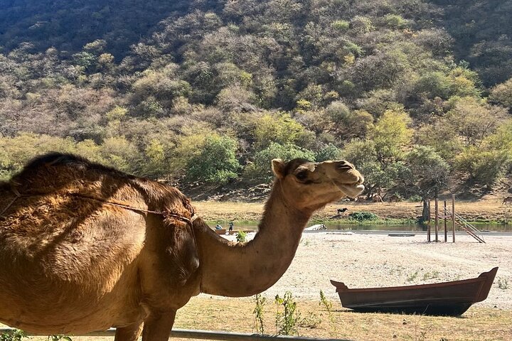 Single camel walking through Wadi Darbat in Salalah