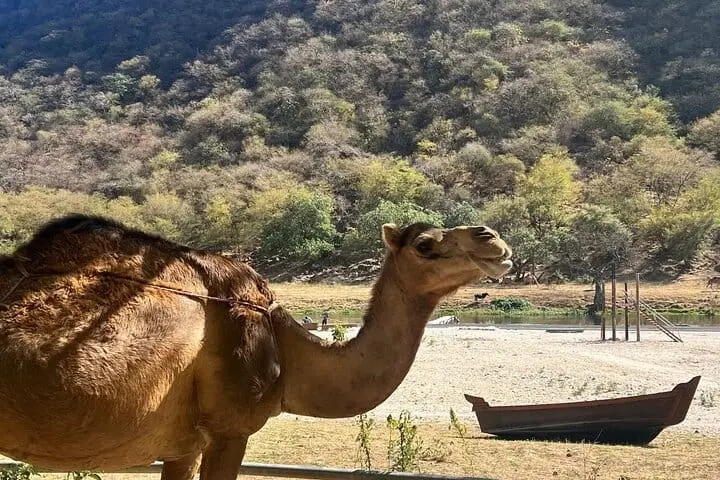 Grazing camels at Wadi Darbat Salalah mountain safari