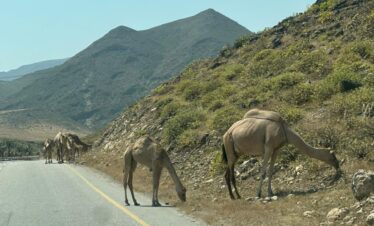 Camels crossing the mountain road Salalah Oman