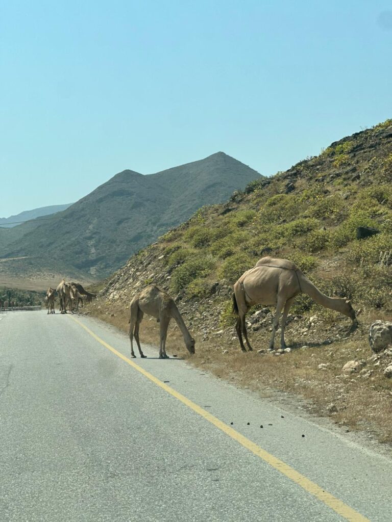 Camels crossing the mountain road Salalah Oman