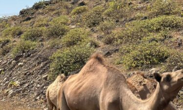 Camel herd on road during Salalah tour