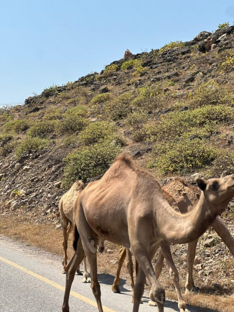 Camel herd on road during Salalah tour