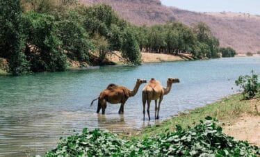Wadi Darbat camels during East Salalah tour