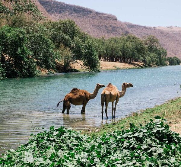 Camel caravan crossing Wadi Darbat in Salalah