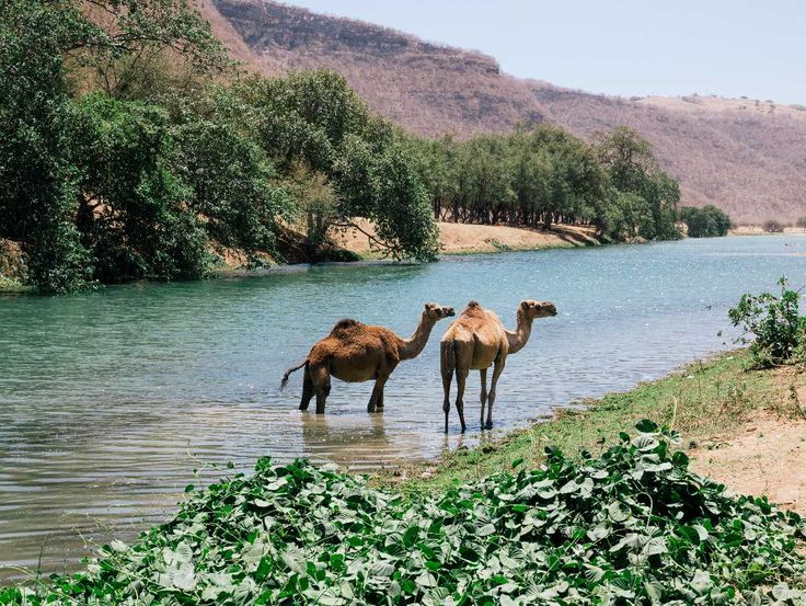 Camel caravan crossing Wadi Darbat in Salalah
