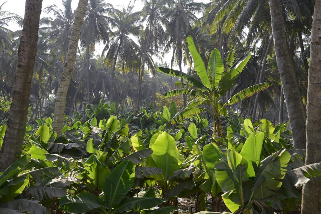 Coconut and banana plantations in Salalah surrounded by lush greenery