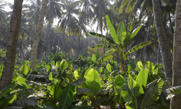 Coconut and banana plantations in Salalah surrounded by lush greenery