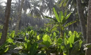 City Tour coconut palm farm in Salalah
