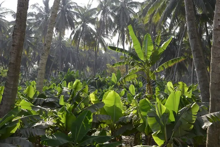 City Tour coconut palm farm in Salalah