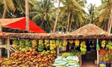 Coconut and banana plantations in Salalah surrounded by lush greenery
