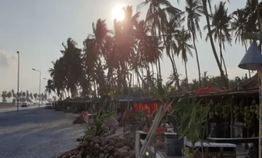 Palm trees and coconut farm Salalah City Tour stop