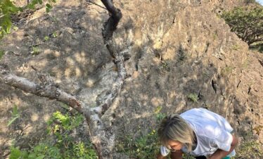 Frankincense trees in Dhofar Mountains Oman