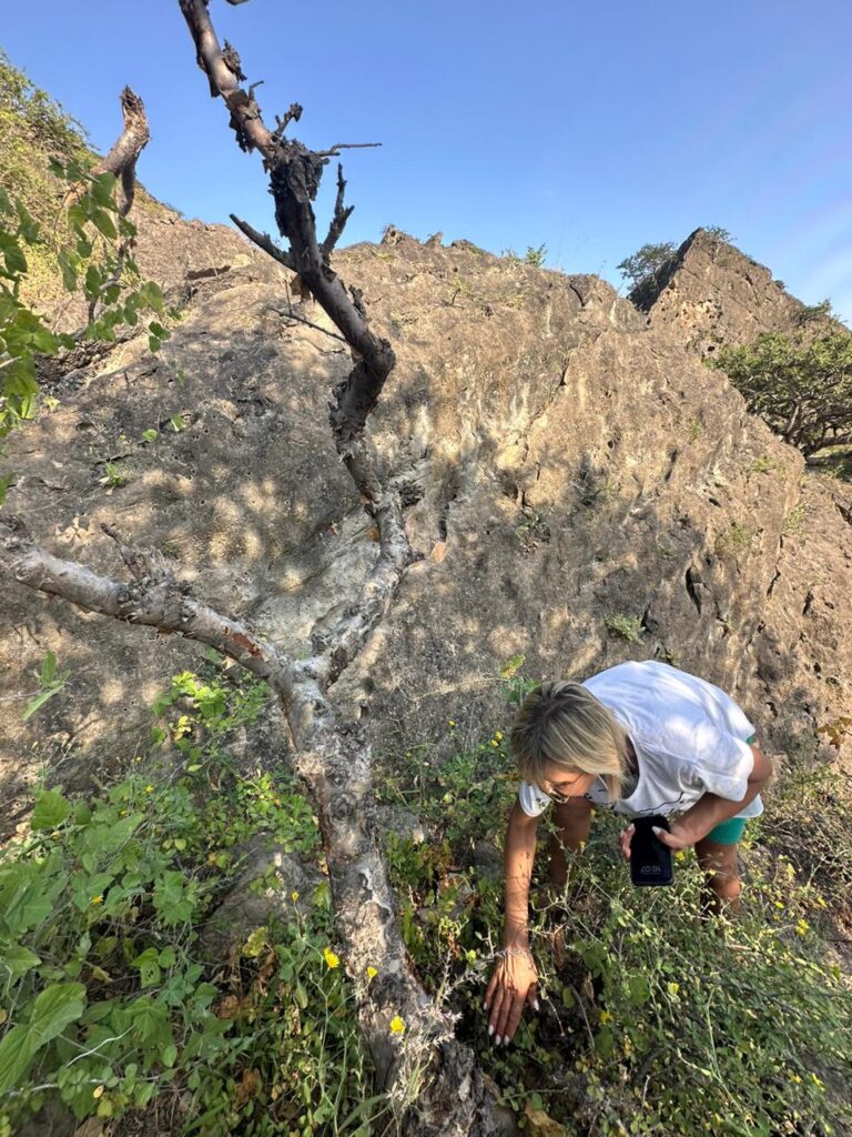 Frankincense trees in Dhofar Mountains Oman