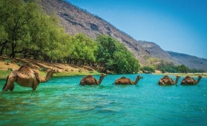 Camels crossing the Wadi Darbat in Salalah