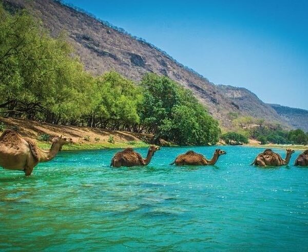 Camels crossing the Wadi Darbat in Salalah