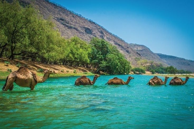 Camels crossing the Wadi Darbat in Salalah