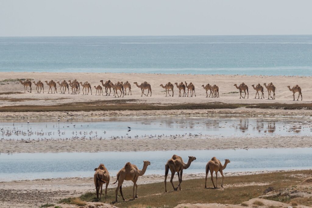 Camels walking along the sandy beach with turquoise sea in Salalah Tours