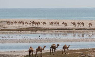 Camels walking along the sandy beach with turquoise sea in Salalah Tours