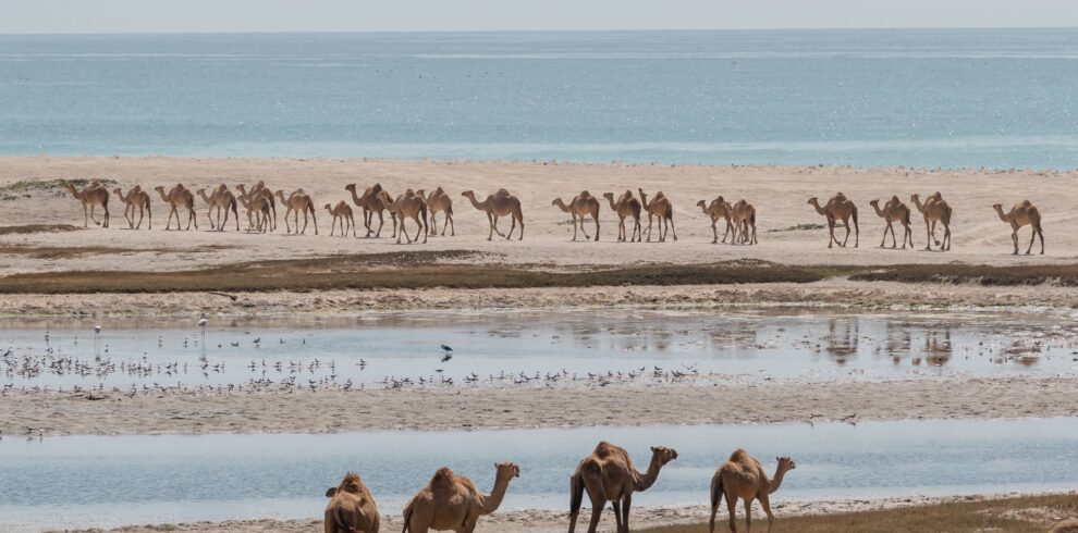 Camels walking along the sandy beach with turquoise sea in Salalah Tours