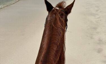 Private horse riding tour on Salalah coastline