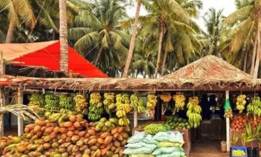Traditional coconut farm in Salalah Dhofar Oman city tour
