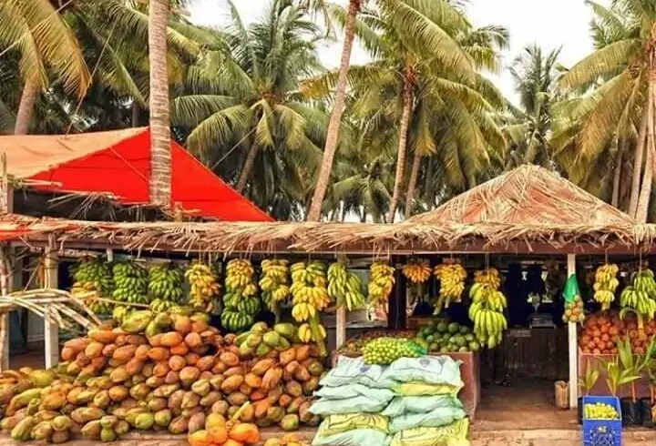Traditional coconut farm in Salalah Dhofar Oman city tour