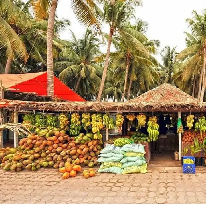 Traditional coconut farm in Salalah Dhofar Oman city tour