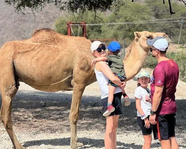 Camel grazing in Wadi Darbat during East Salalah Safari excursion