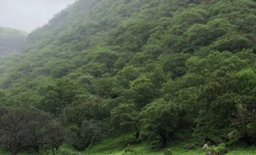 Lush greenery in Wadi Darbat during East Salalah Safari