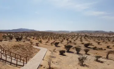 Wadi Dawka Frankincense Wadi Salalah