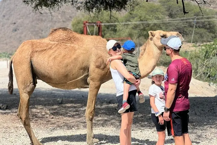Grazing camels at Wadi Darbat Salalah mountain safari