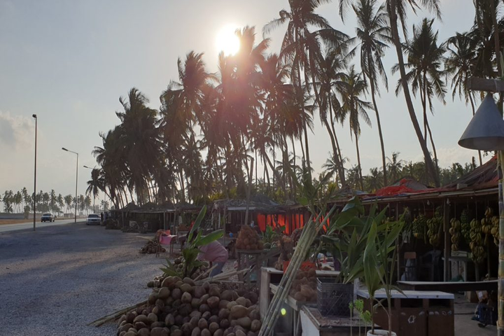 Coconut and palm farms in Salalah Oman