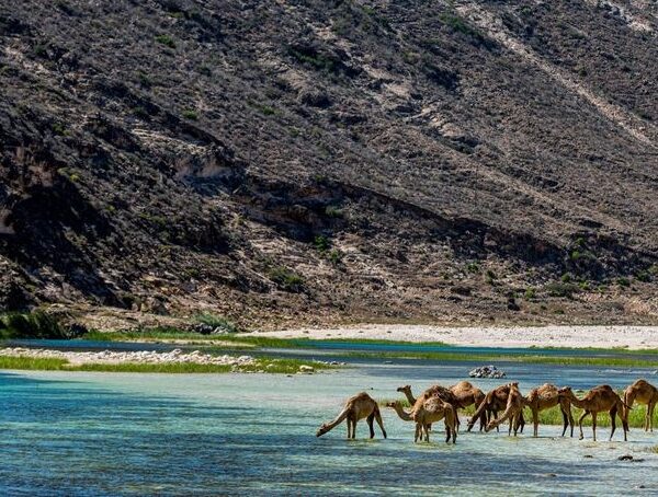 West Salalah Fazayah Beach Tour - Fazayah Beach Dhofar Oman