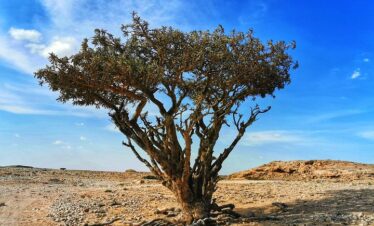 Frankincense trees in Wadi Dawka Salalah