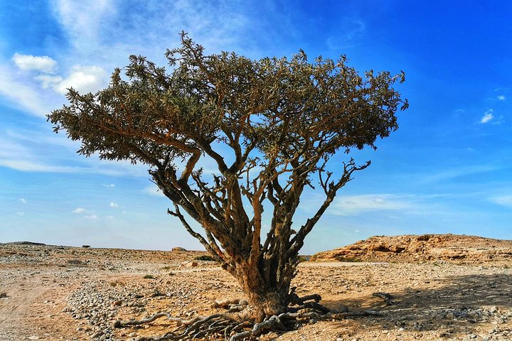 Frankincense trees in Wadi Dawka Salalah