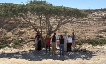 Frankincense trees Wadi Dawka Salalah