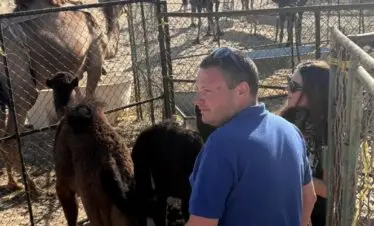 Black camels in Salalah desert