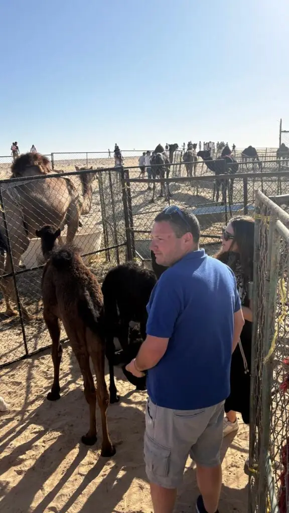 Black camels in Salalah desert