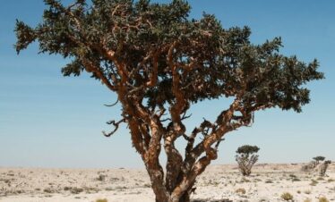 Frankincense trees growing naturally in the Dhofar region of Oman