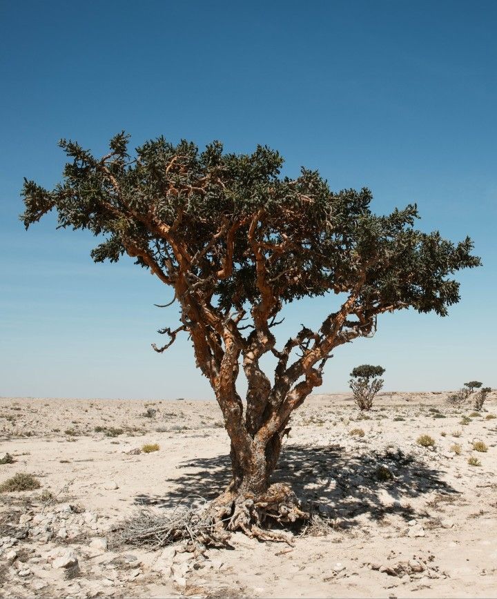 Frankincense trees growing naturally in the Dhofar region of Oman