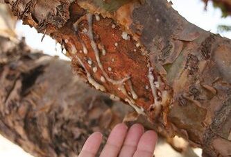 Close-up of Boswellia sacra tree trunk and resin in Oman