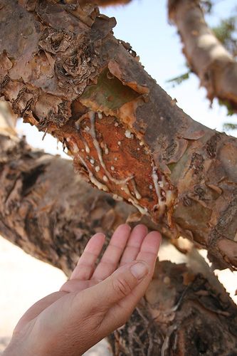 Close-up of Boswellia sacra tree trunk and resin in Oman
