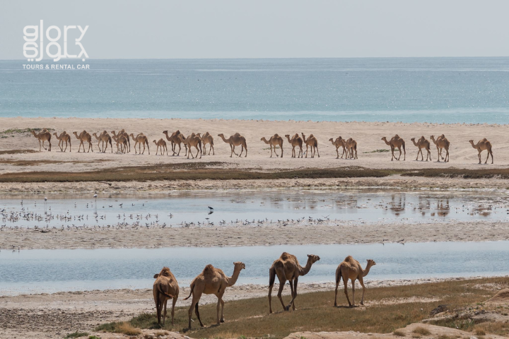 Al Mughsail Beach Salalah with natural blowholes and Marneef Cave & Camels