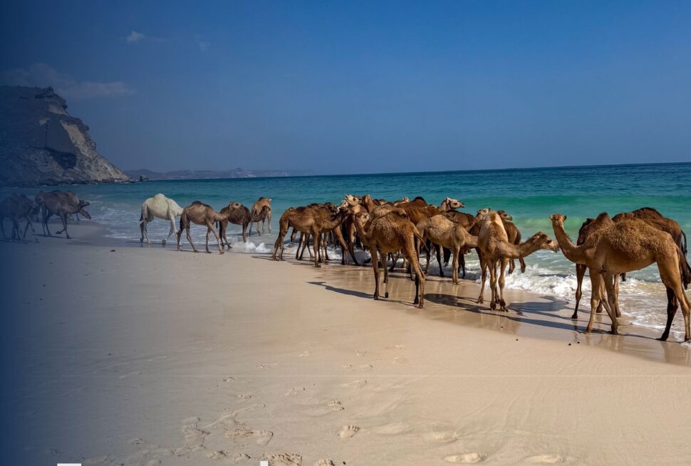Fazayah Beach Salalah with camels on white sand