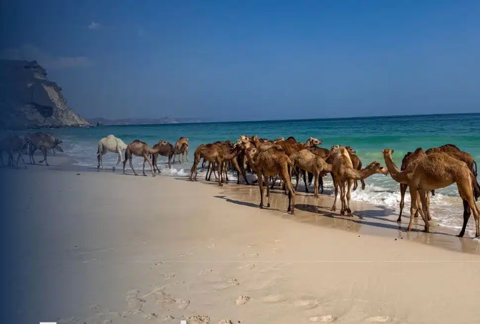 Fazayah Beach Salalah with camels on white sand