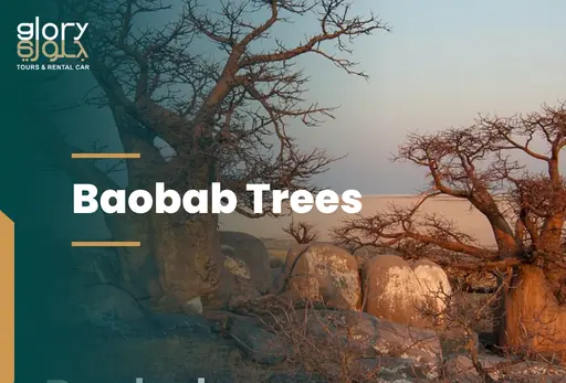 Baobab Trees in Salalah: Rare Giants of Salalah