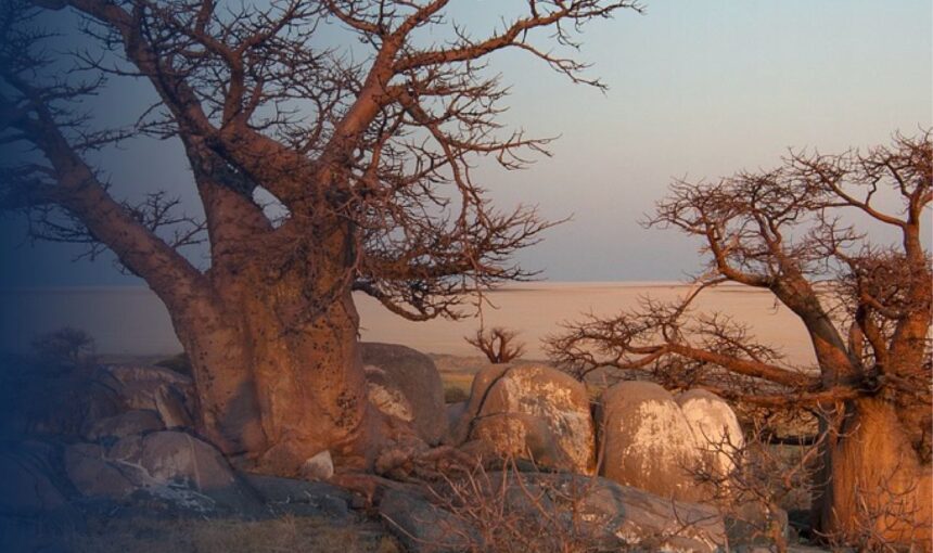Baobab Trees in Salalah: Rare Giants of Salalah